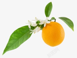 脐橙叶子橙色香甜水果带叶子的奉节脐橙实高清图片