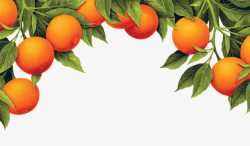 园种植装饰新鲜橙子水果高清图片