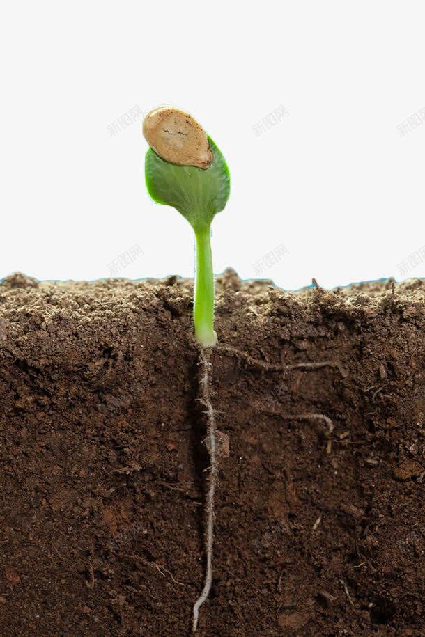 绿色发芽植物png免抠素材_新图网 https://ixintu.com 发芽 土地 土壤 土壤剖面 植物 泥土