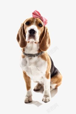 时尚装扮素材可爱的宠物狗写真高清图片
