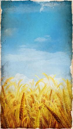 成熟的季节麦田麦穗高清图片
