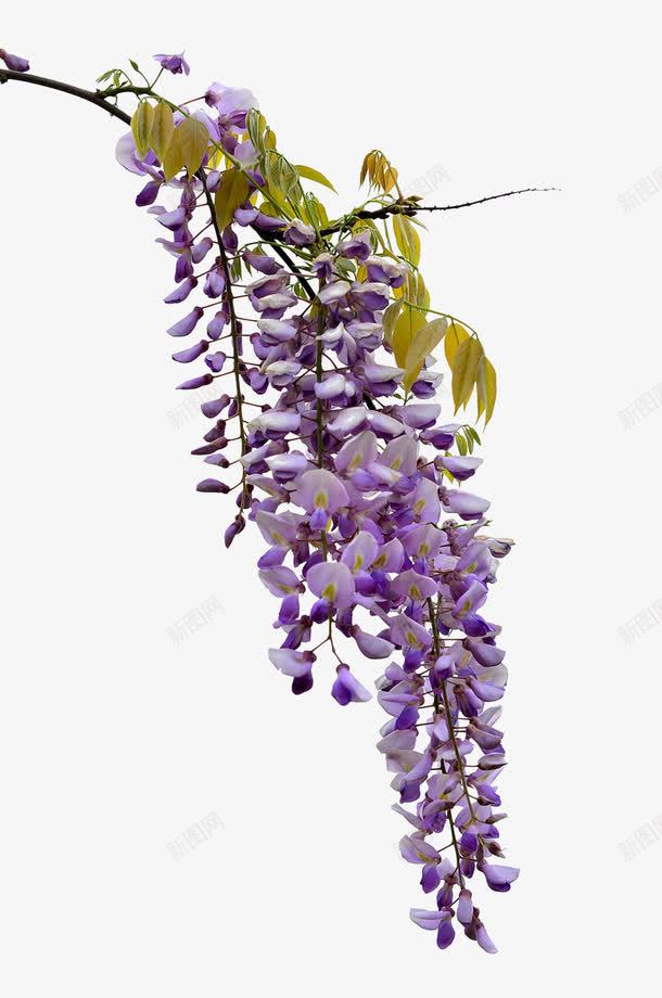 紫色花朵png免抠素材_新图网 https://ixintu.com 一簇花 植物元素 紫色鲜花 紫藤花 背景装饰