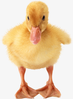 黄色鸭子头黄色的嫩小鸭高清图片