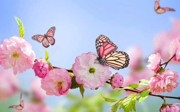 春天希望粉红花朵jpg设计背景_新图网 https://ixintu.com 希望 春天 粉红 花朵