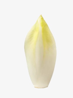 一片菊苣花的花瓣素材