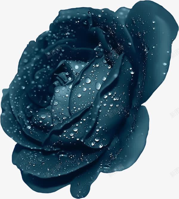 深蓝色水润玫瑰花png图片免费下载 素材7yzqpvjjq 新图网 深蓝色水润玫瑰花png图片免费下载 素材7yzqpvjjq 新图网
