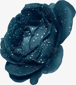 蓝色花朵相框深蓝色水润玫瑰花高清图片