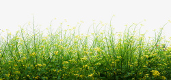 绿色小草鲜花户外风景春天绿色装饰小草高清图片