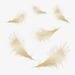 金色的羽毛鸟类金色的羽毛高清图片