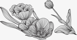 单色线描线描植物叶子花朵高清图片