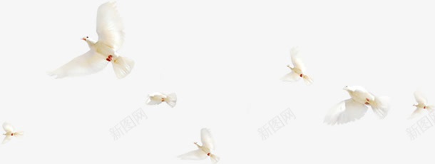 白色鸽子展板装饰png免抠素材_新图网 https://ixintu.com 展板 白色 装饰 鸽子
