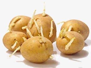发芽的土豆png免抠素材_新图网 https://ixintu.com 健康 发芽 豆子发芽 食物 食物中毒