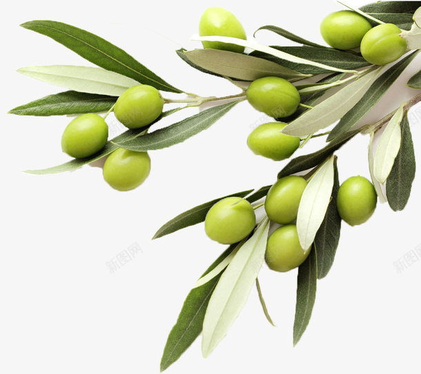绿色橄榄枝png免抠素材_新图网 https://ixintu.com 产品实物 摄影 橄榄 橄榄果实 橄榄油 橄榄油包装设计 绿色橄榄枝