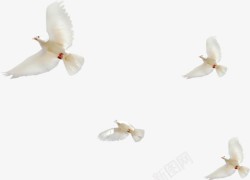飞翔的白鸽白色春天飞翔白鸽高清图片