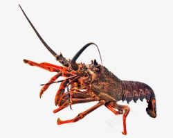 澳洲鲜活龙虾1000g进口野生澳洲大龙虾高清图片