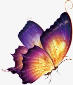 唯美金色一只漂亮的大蝴蝶高清图片