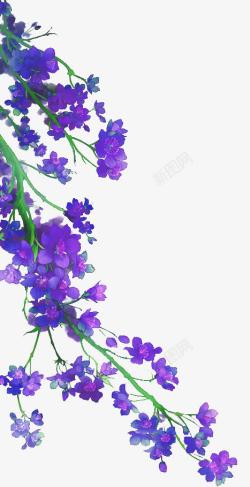 紫色灿烂花枝紫花高清图片