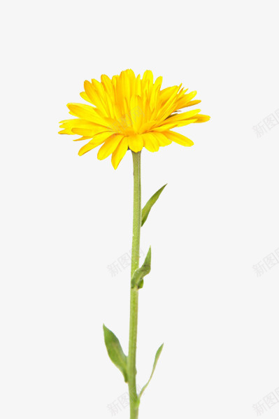 黄色的康乃馨png免抠素材_新图网 https://ixintu.com 康乃馨 漂亮的花 绿色的茎 黄色的花