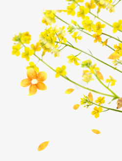 油菜花节创意黄色字体油菜花开油菜花节高清图片