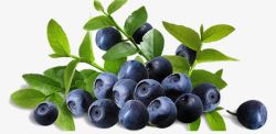 原生态水果蓝莓高清图片