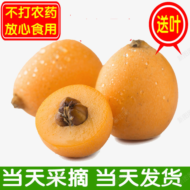 春天的大枇杷png免抠素材_新图网 https://ixintu.com PNG 春天 春天的大枇杷免费下载 枇杷树木 枇杷树木免费下载 果实