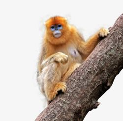 素食动物野生动物金丝猴高清图片