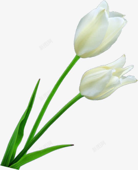 白色纯洁花朵春天植物png免抠素材_新图网 https://ixintu.com 春天 植物 白色 纯洁 花朵
