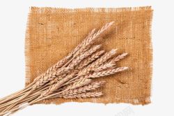 透明小麦高粱png麻袋布上面的麦穗高清图片
