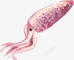 水彩鱿鱼素材手绘粉色鱿鱼高清图片