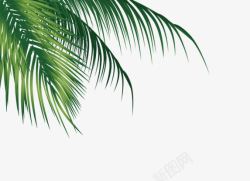 椰子树叶树枝高清图片