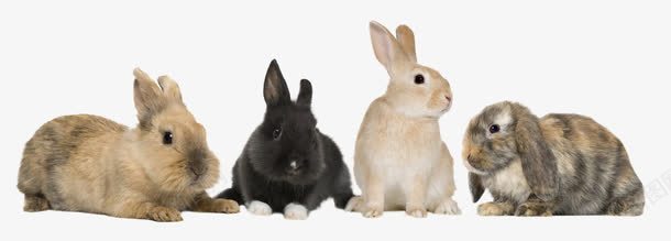 可爱的小兔子png免抠素材_新图网 https://ixintu.com 产品实物 兔子 动物 可爱 大耳兔 宠物 小灰兔 小白兔 萌宠 萌物