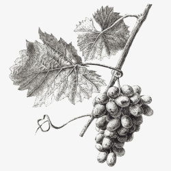 葡萄膨果手绘葡萄高清图片
