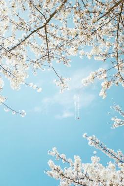 桃花山摄影创意合成效果桃花开放摄影图片