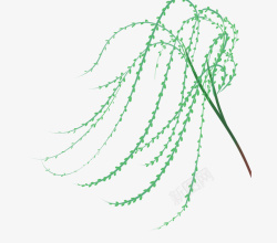 手绘春天植物插图柳枝柳条与树叶素材