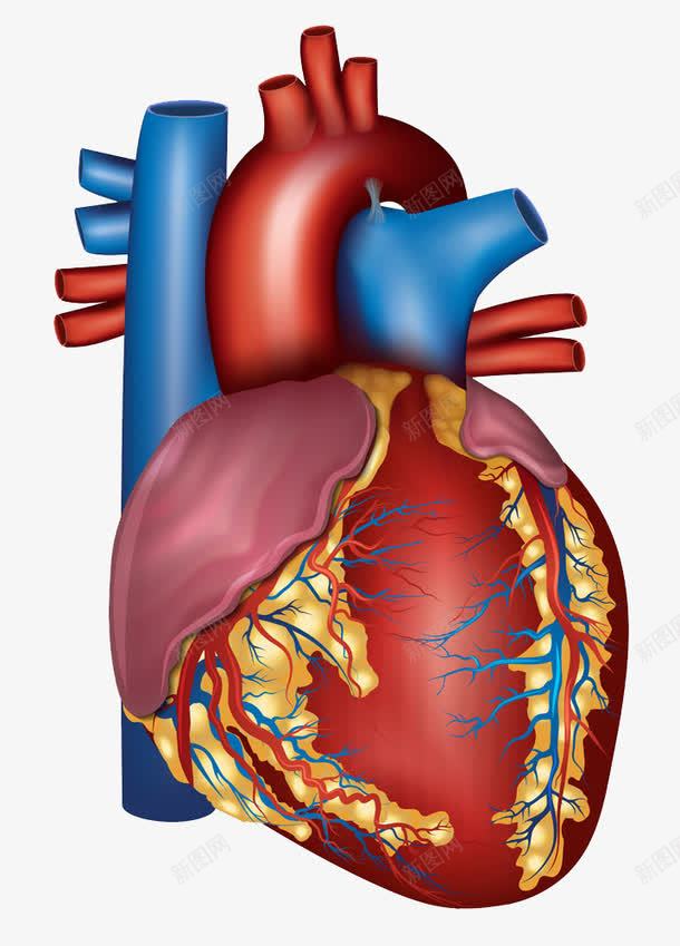 人体心脏psd免抠素材_新图网 https://ixintu.com 人体心脏素材人体心脏模板下载心脏心电图医学医疗医疗保健其他