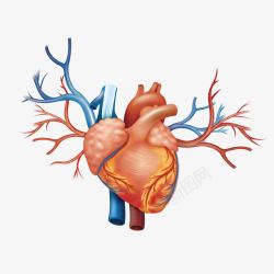 脏器血管心脏内脏高清图片