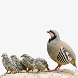 鸟宝宝鹧鸪妈妈鹧鸪宝宝高清图片