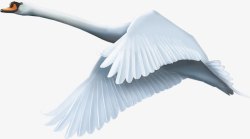 卡通天鹅素材图片虫鸟虫鸟飞翔的天鹅高清图片
