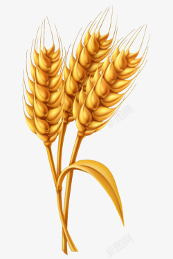 麦穗抠图中国农民丰收节金色麦穗矢量图高清图片