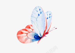 美丽昆虫精致的花蝴蝶高清图片