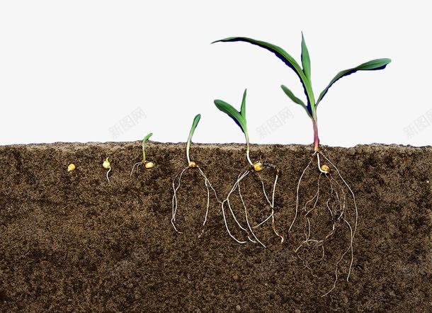 土壤植物剖面png免抠素材_新图网 https://ixintu.com 土地 土壤 土壤剖面 根茎 植物 泥土