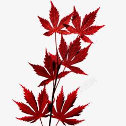 自然秋季一丛红枫叶高清图片