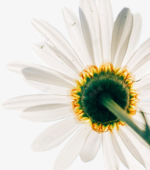 一朵白色的装饰花朵psd免抠素材_新图网 https://ixintu.com 开花 春天 植物 白色 花朵