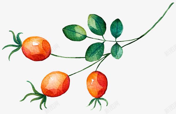 圣女果png免抠素材_新图网 https://ixintu.com 圣女果 小清新 小番茄 手绘 水果蔬菜 淘宝素材
