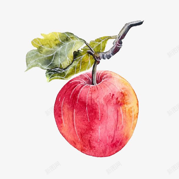 红色苹果png免抠素材_新图网 https://ixintu.com 卡通 叶子 手绘 水墨 水彩 水果 油画 红色 苹果
