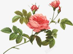 粉色水彩花朵玫瑰植物素材