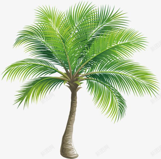 绿色椰子树png免抠素材_新图网 https://ixintu.com 叶子 大树 椰子树 热带 绿色