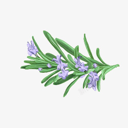 手绘紫色花手绘开紫色花的迷迭香高清图片