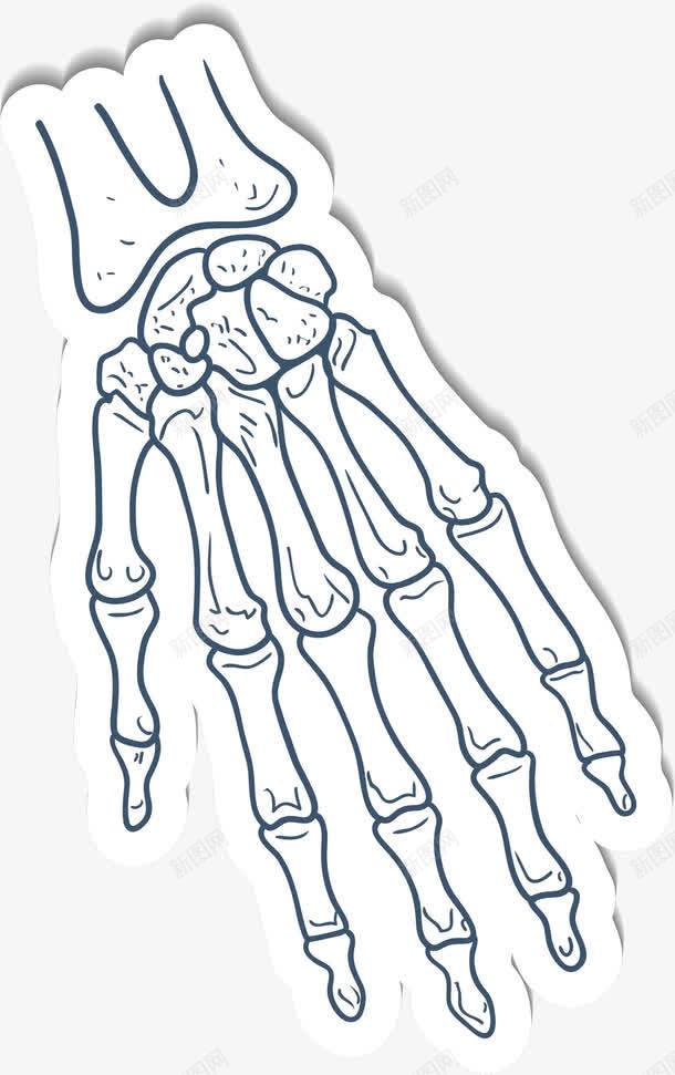 手指骨骼png免抠素材_新图网 https://ixintu.com 卡通 手指 生物医药 生物医药产业 生物医药展板 生物医药广告 生物医药整容 骨骼