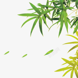 绿色竹子竹叶叶子高清图片